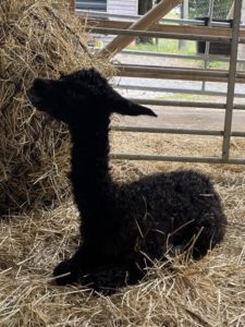 MQ`s Nisha - *05.08.2024,