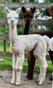 MIRIQUIDI`s Girasol, geb. 22.06.2024 Mutter: MIRIQUIDI`s Grey`s Girl Vater: Ariya Pure Reserve`s Meyer